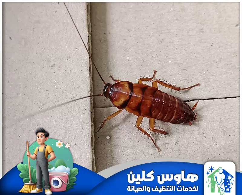 شركة مكافحة صراصير الخشب بالرياض 0506747660 شركة هاوس كلين شركة مكافحة صراصير الخشب بالرياض تقدم حلول فعالة وآمنة للقضاء على الصراصير وحماية منزلك أو مكتبك باستخدام أحدث التقنيات.